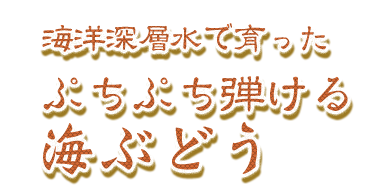海洋深層水で育った
